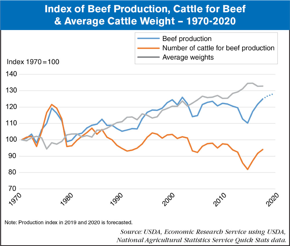 Growth Of U.S. Beef Production Fueled By Increased Cattle Weights